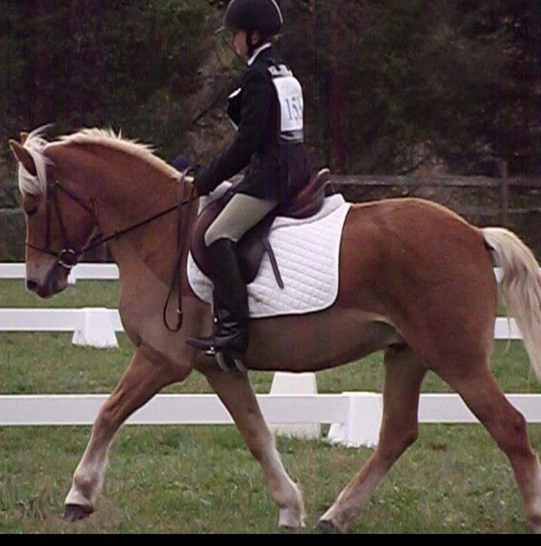 Student in show clothes riding a palomino horse in a dressage arena at Sovereign Hill Stables