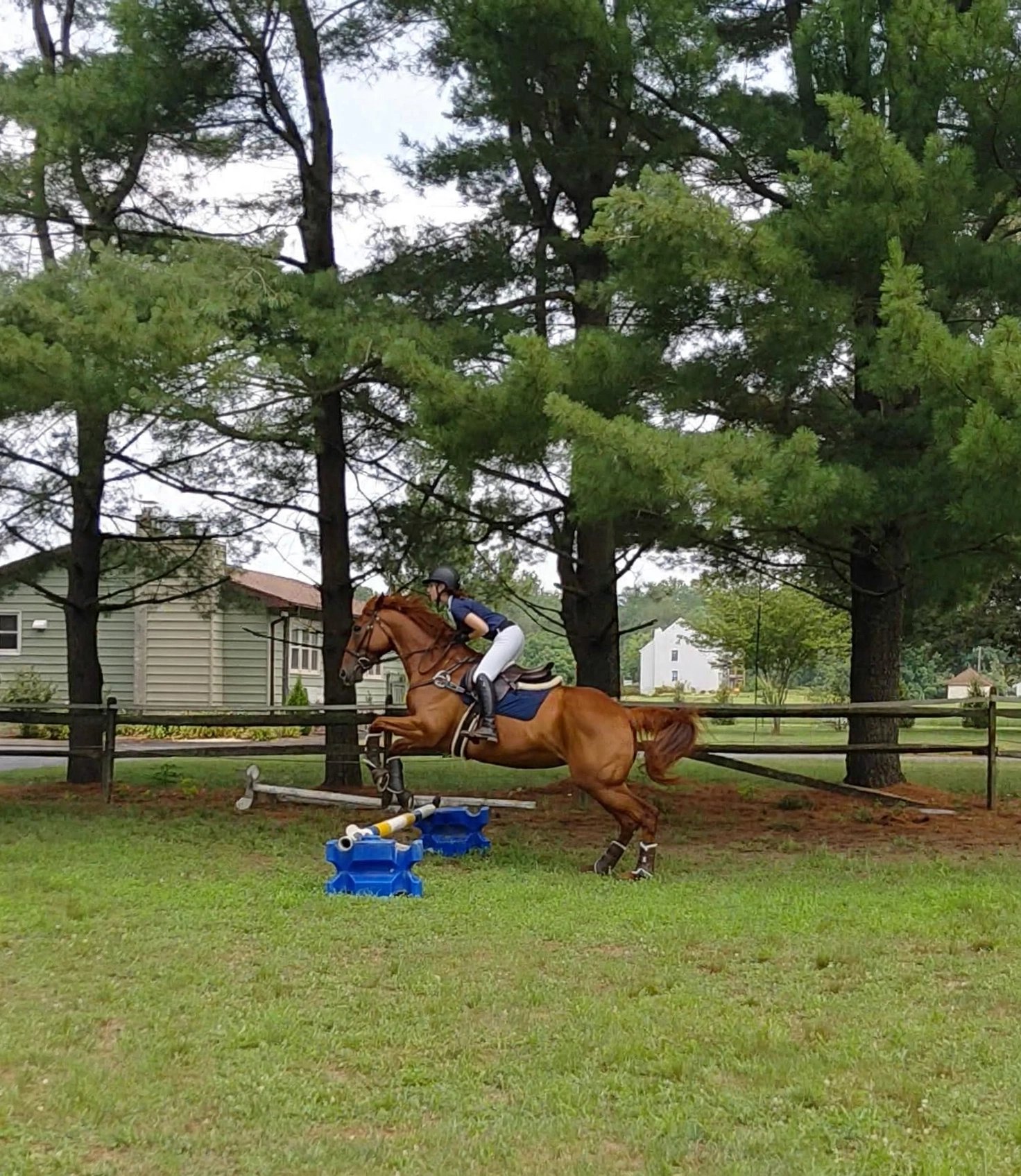Student rider jumping a horse at Sovereign Hill Stables